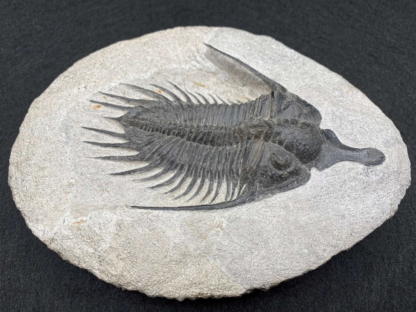 Psychopyge Trilobite