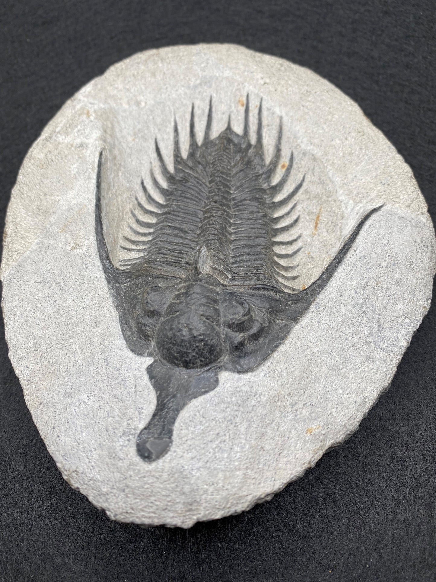 Psychopyge Trilobite