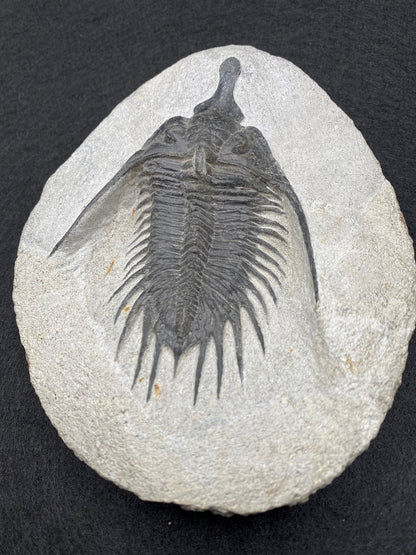 Psychopyge Trilobite