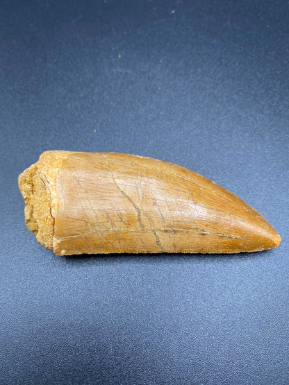 Carcharodontosaurus (C. saharicus) Tooth