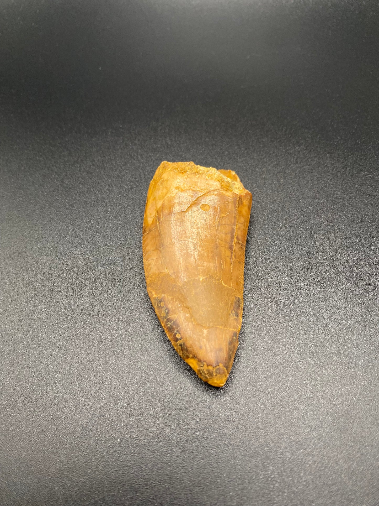 Carcharodontosaurus (C. saharicus) Tooth