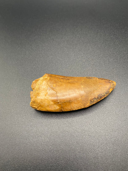 Carcharodontosaurus (C. saharicus) Tooth