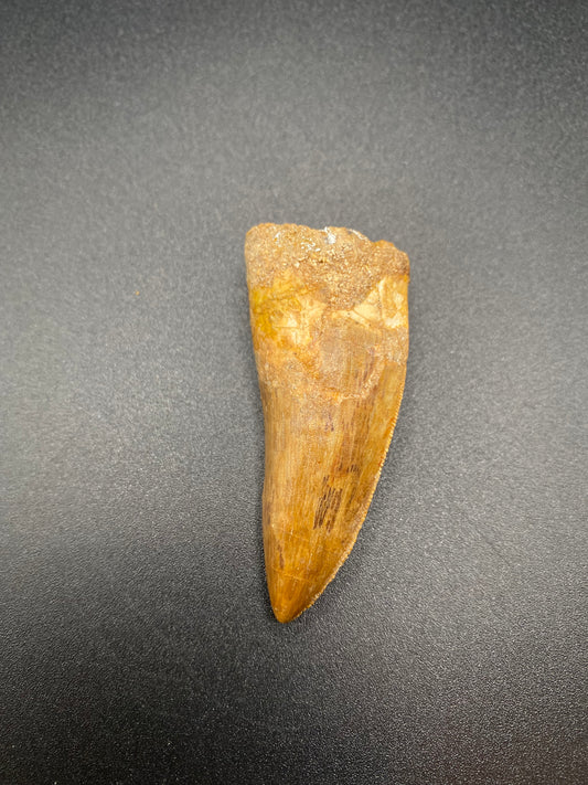 Carcharodontosaurus (C. saharicus) Tooth