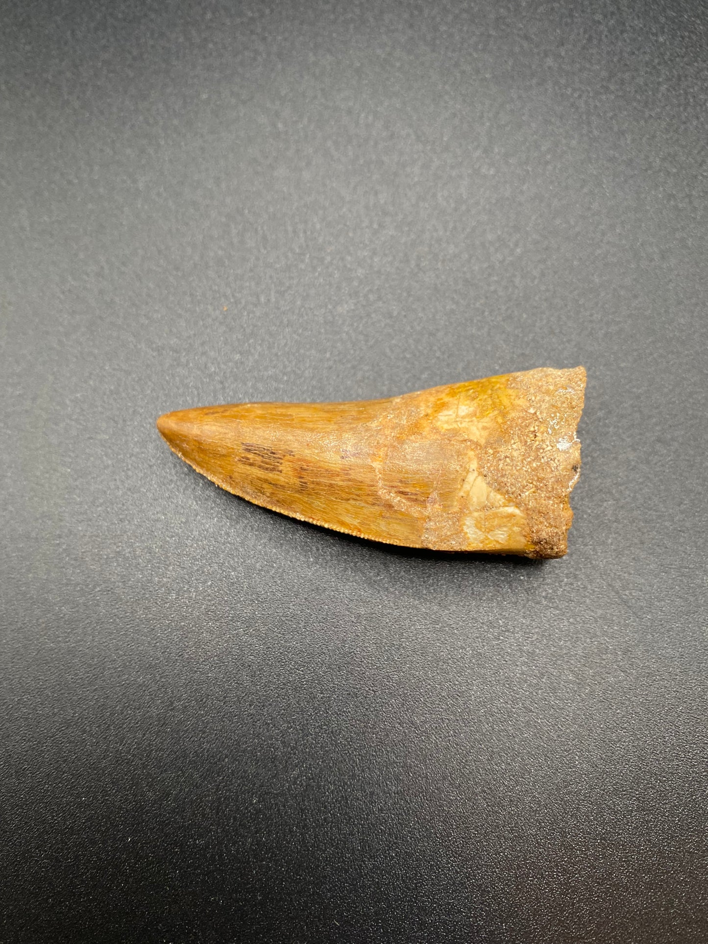 Carcharodontosaurus (C. saharicus) Tooth