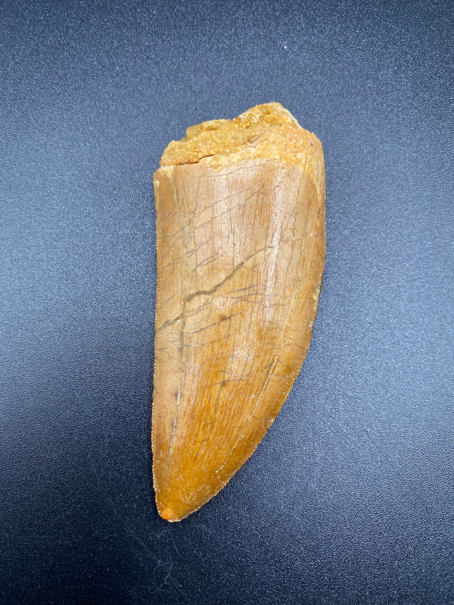 Carcharodontosaurus (C. saharicus) Tooth