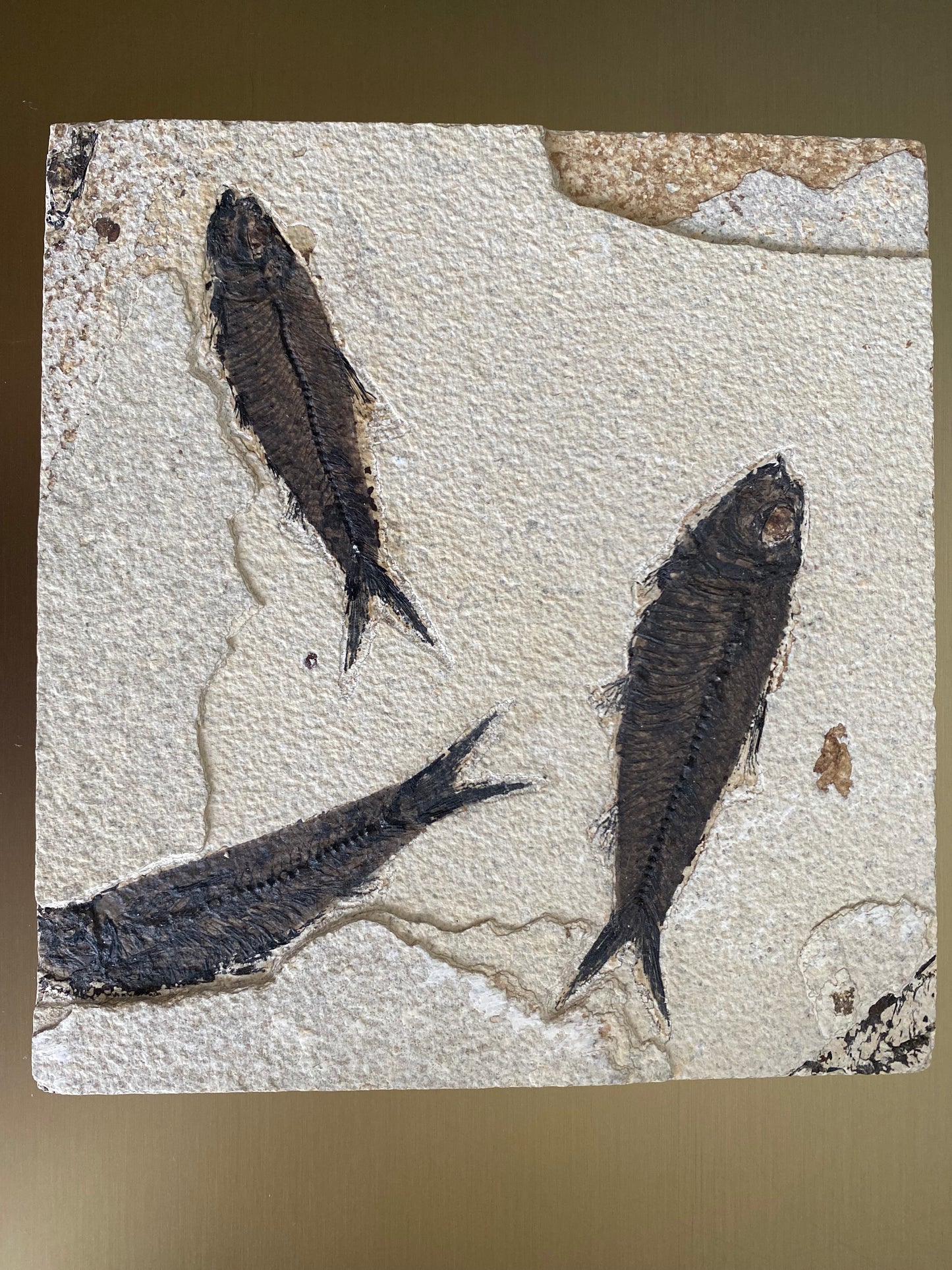 Trio of Fish (Medium)