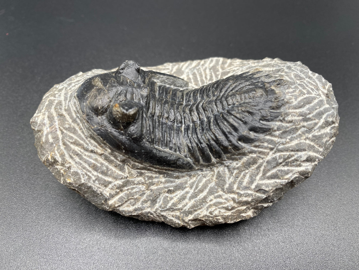 Trilobite (Medium)