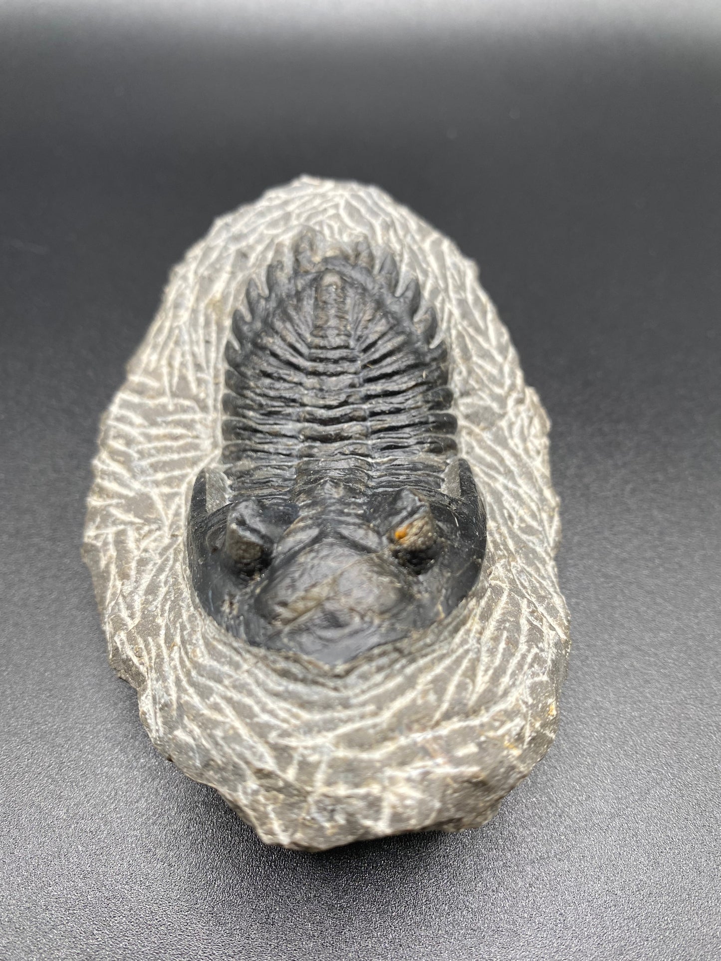 Trilobite (Medium)