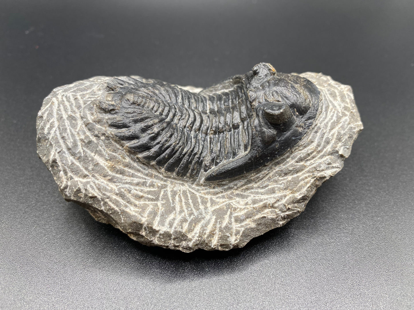 Trilobite (Medium)