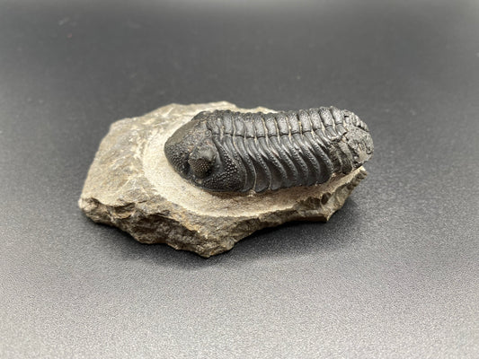 Trilobite (Medium)