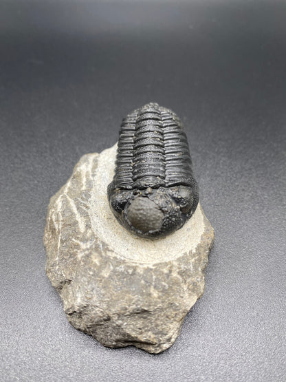 Trilobite (Medium)