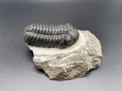 Trilobite (Medium)