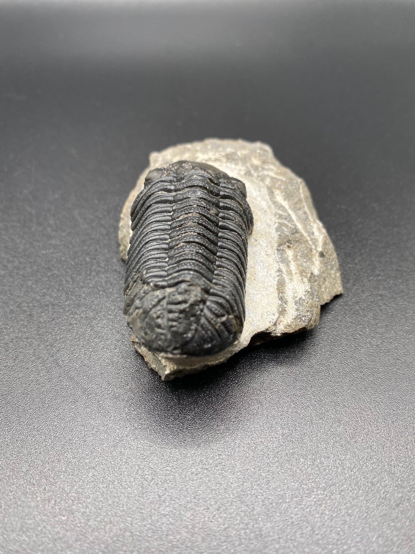 Trilobite (Medium)