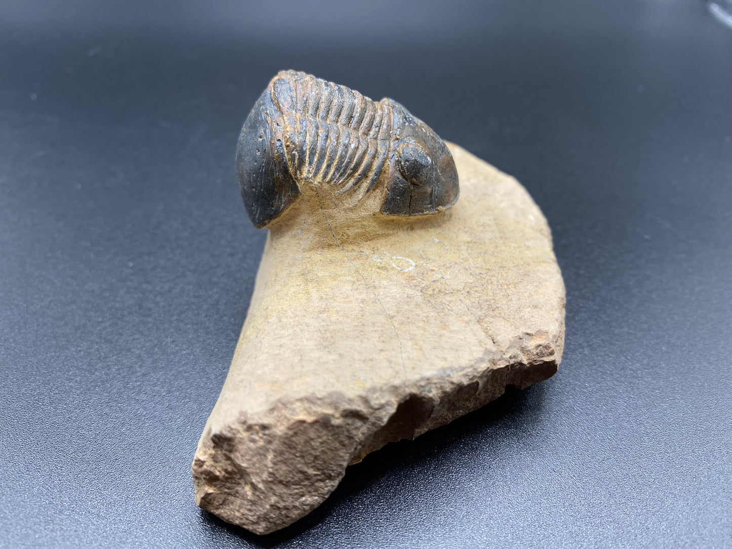 Trilobite (Medium)