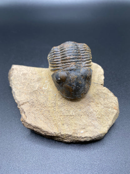 Trilobite (Medium)