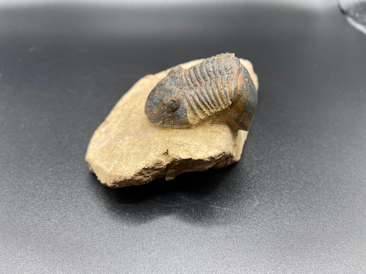 Trilobite (Medium)