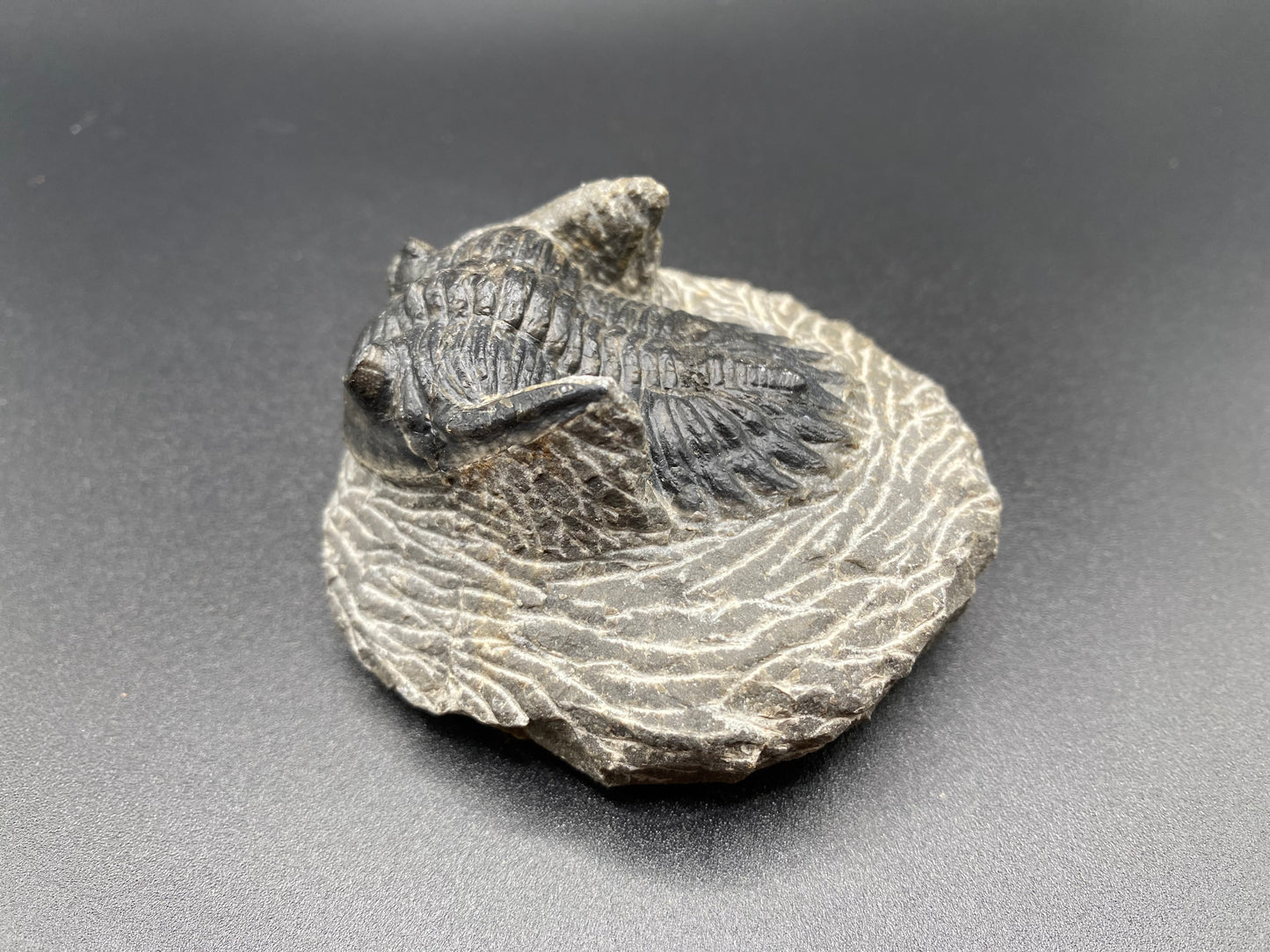 Trilobite (Medium)