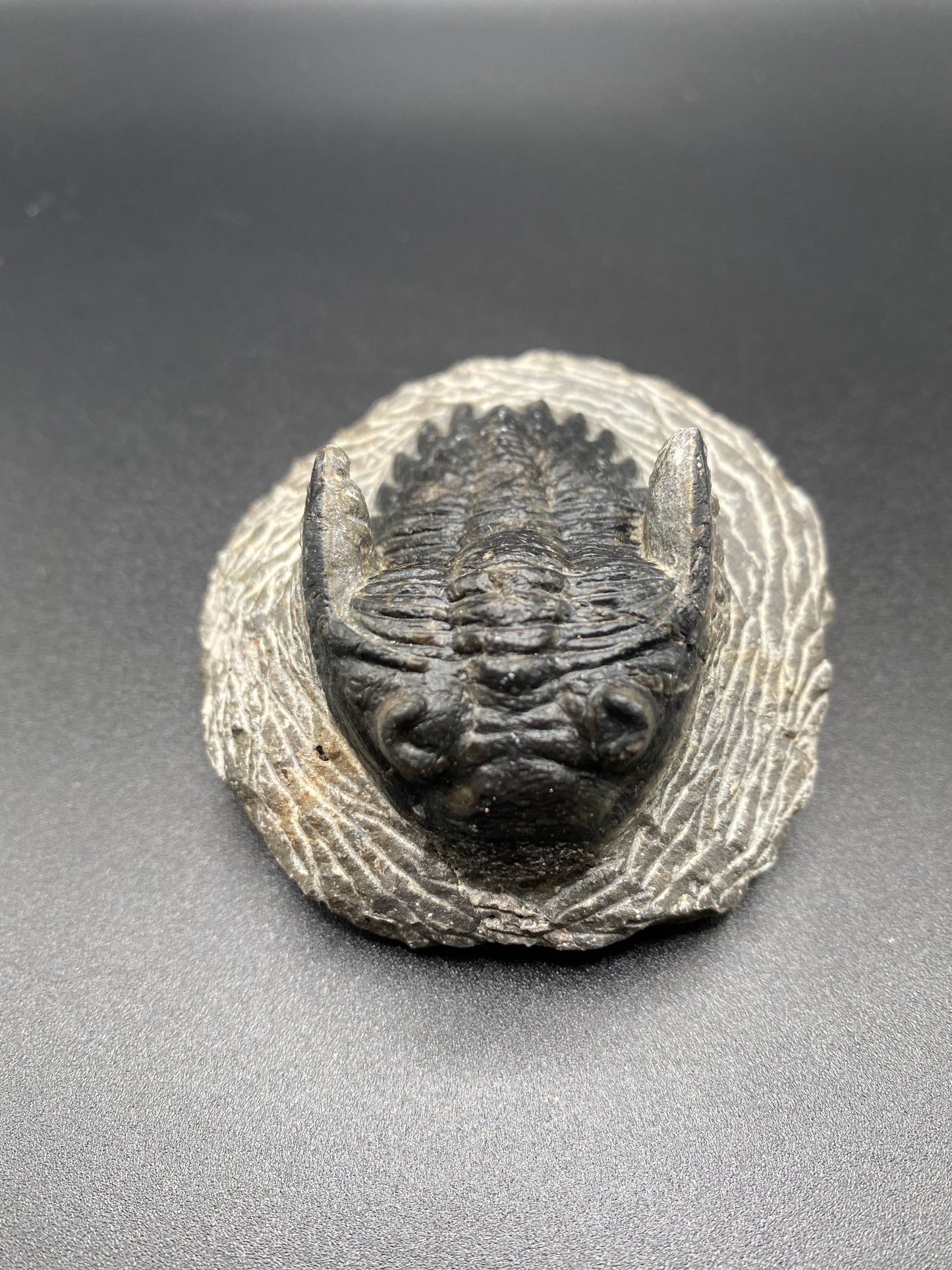 Trilobite (Medium)