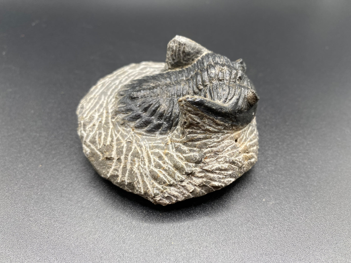 Trilobite (Medium)