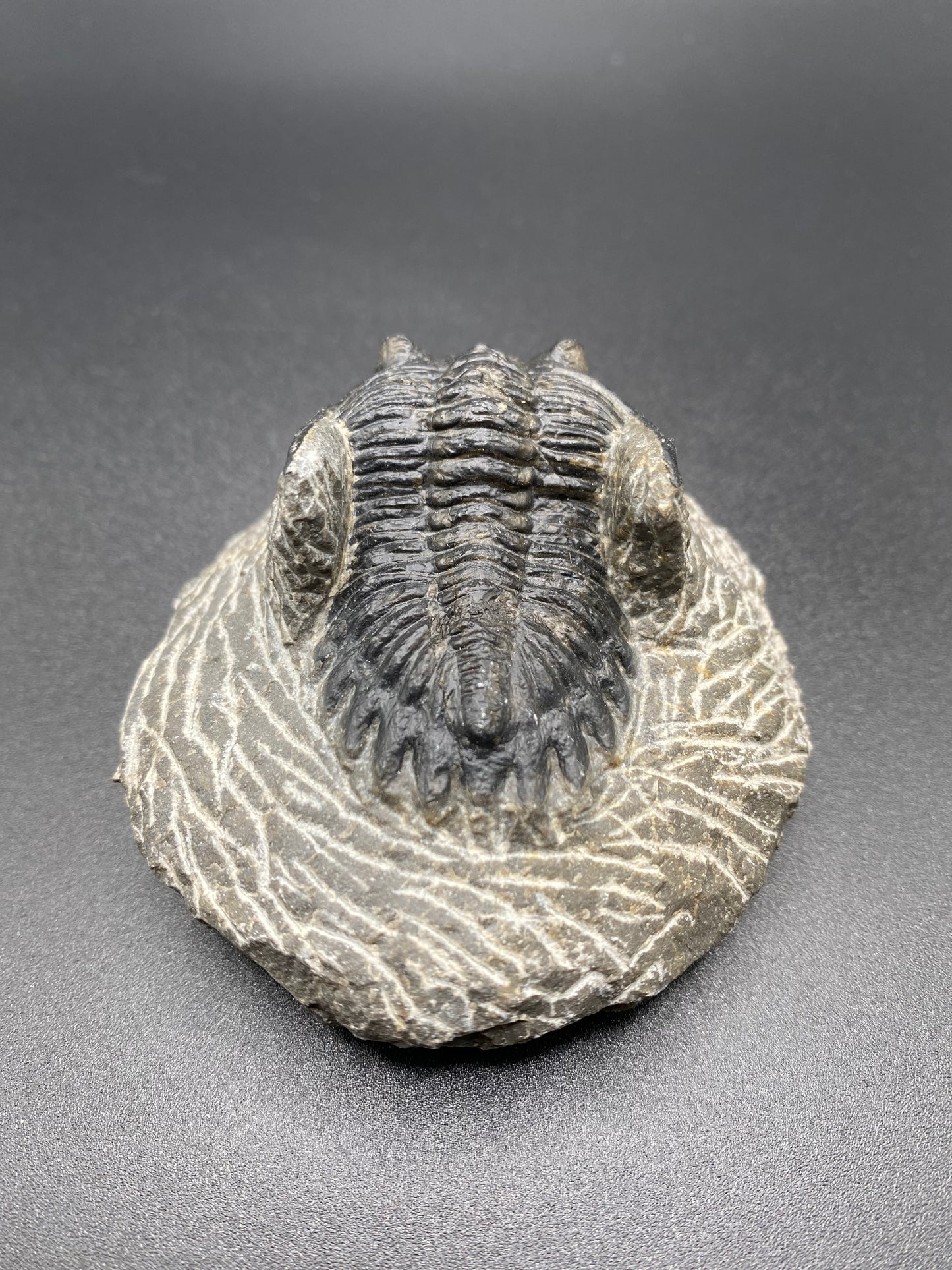 Trilobite (Medium)