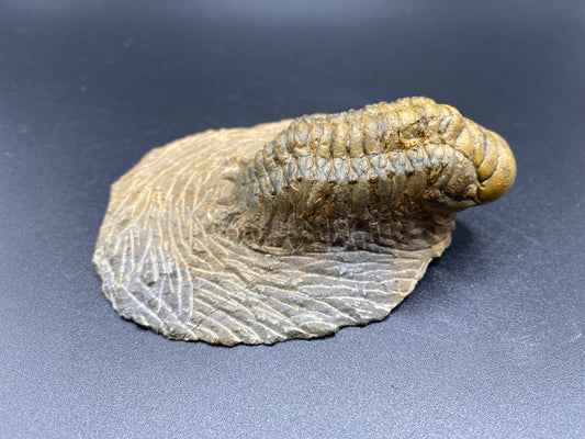 Trilobite (Medium)