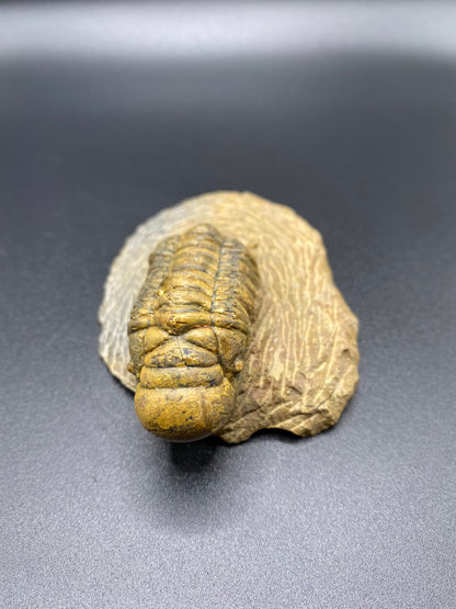 Trilobite (Medium)