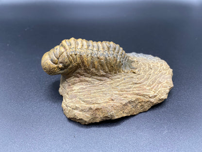 Trilobite (Medium)