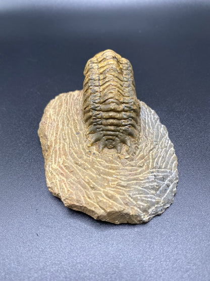 Trilobite (Medium)