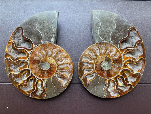 Cut and Polished Ammonite (Large Pair)