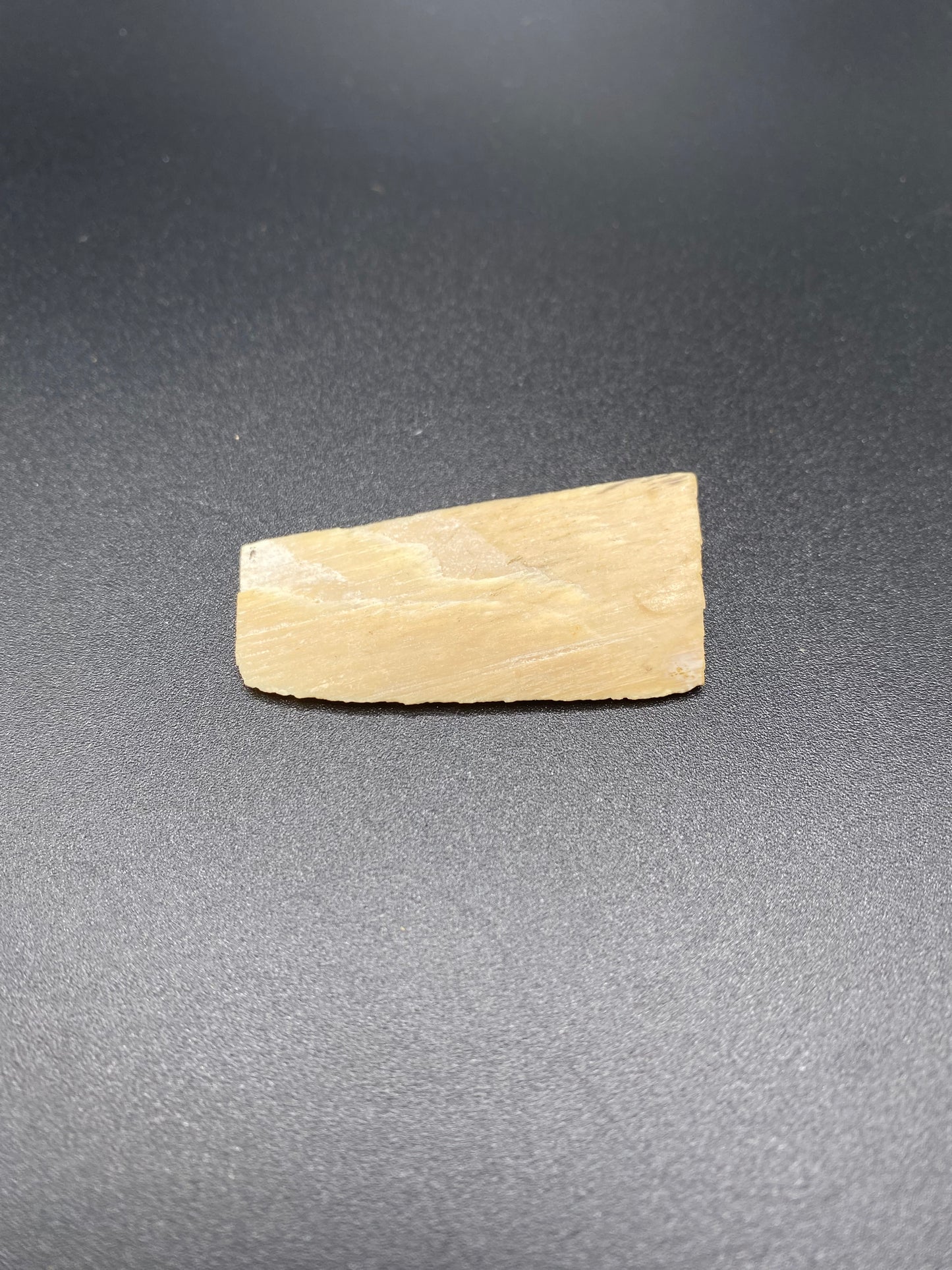 Woolly Mammoth Tusk Fragment