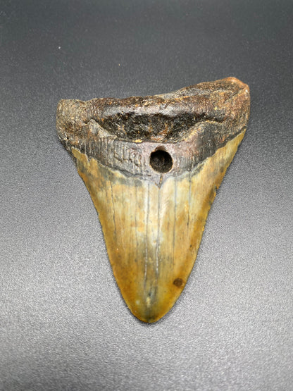 Megalodon Tooth