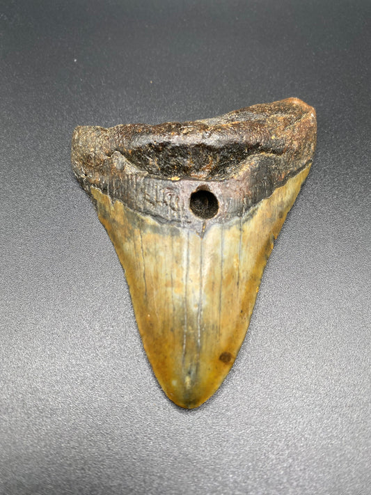 Megalodon Tooth