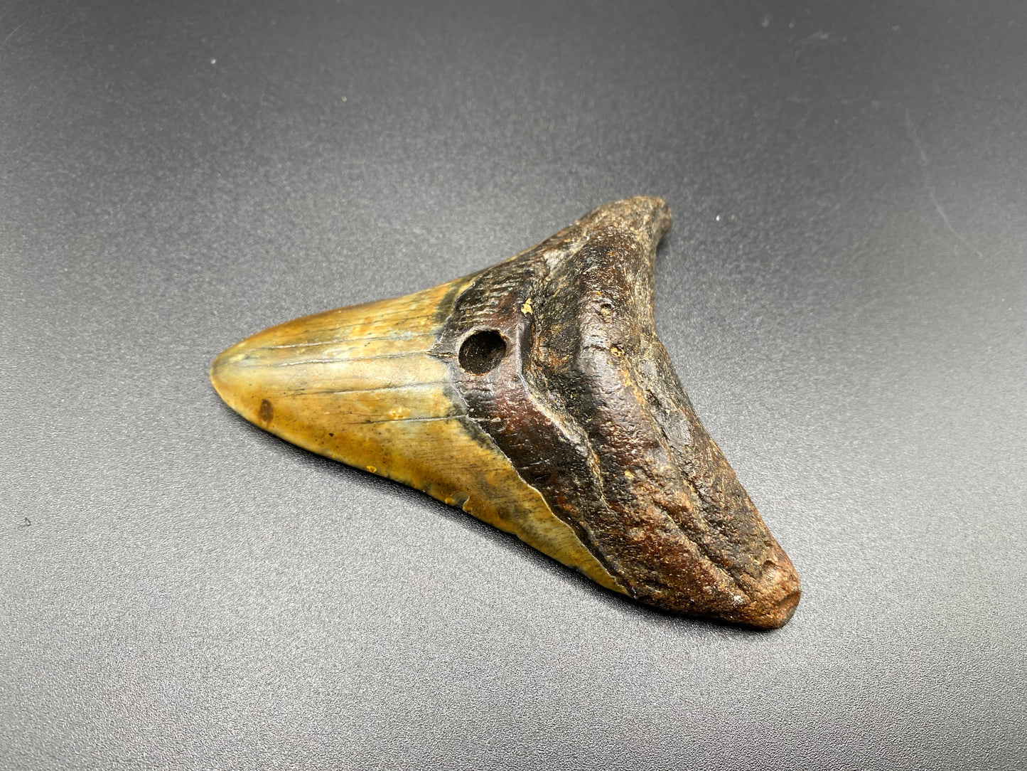 Megalodon Tooth