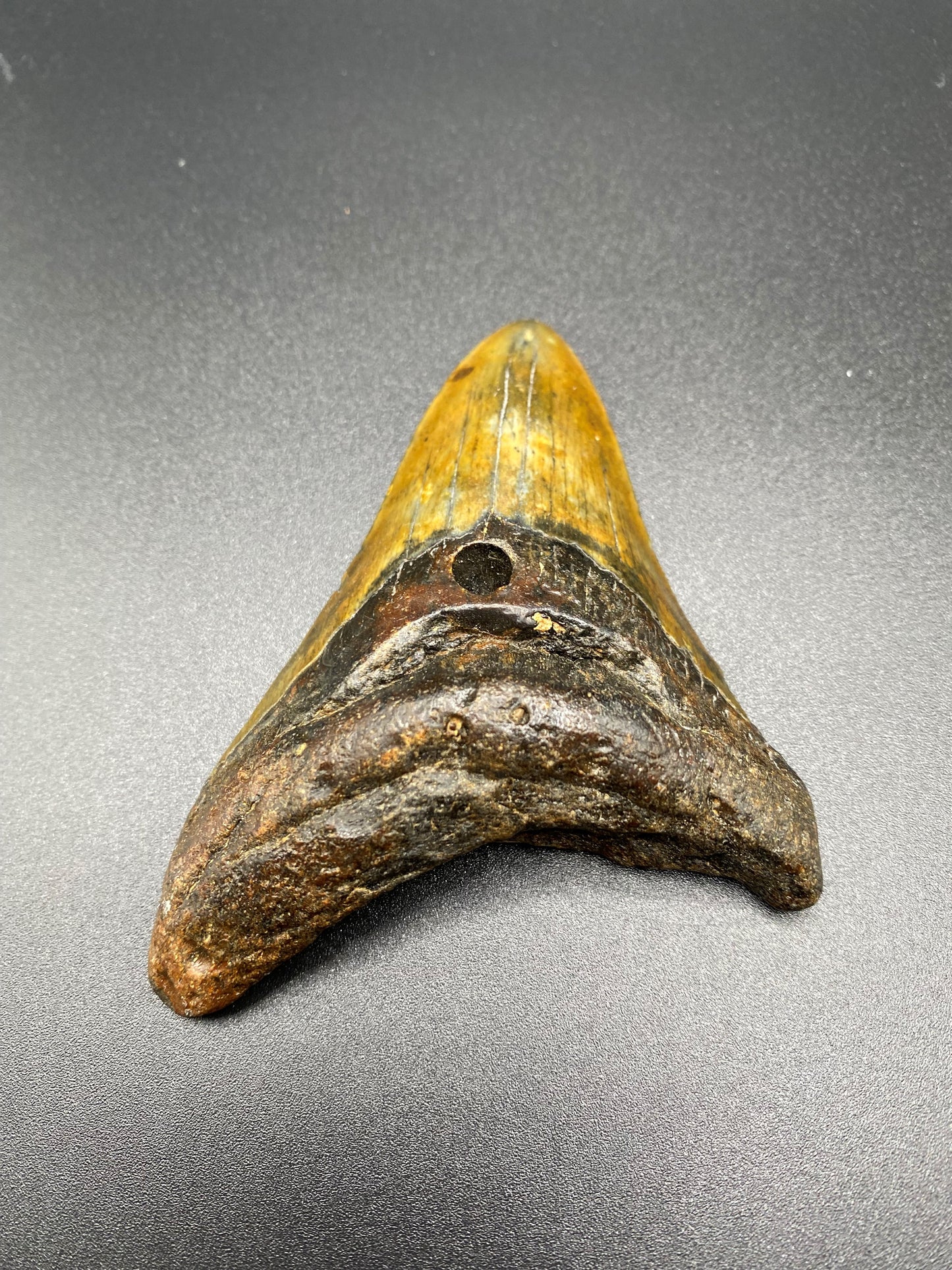 Megalodon Tooth