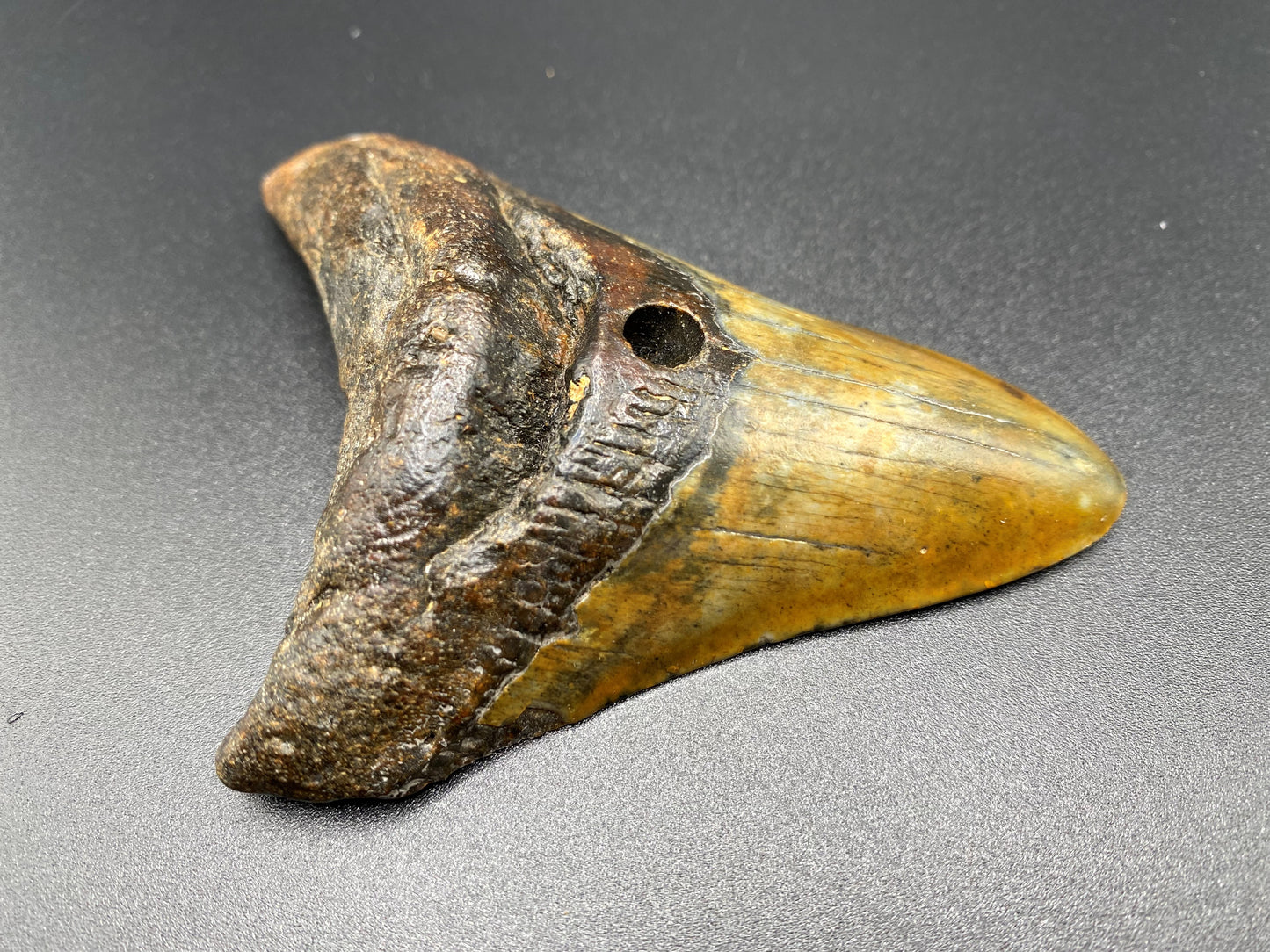 Megalodon Tooth