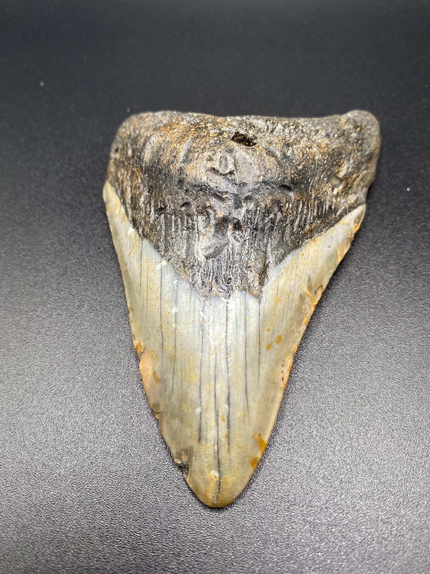 Megalodon Tooth