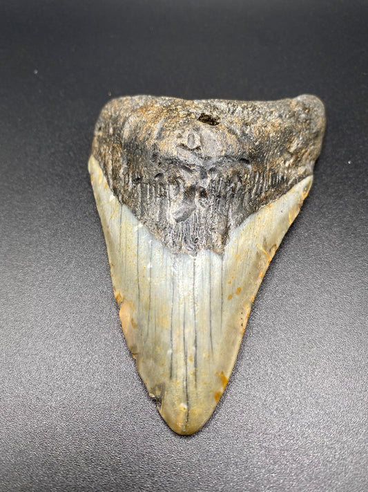 Megalodon Tooth