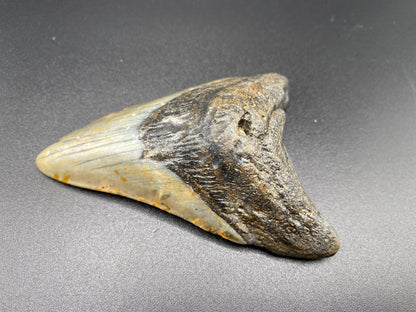 Megalodon Tooth