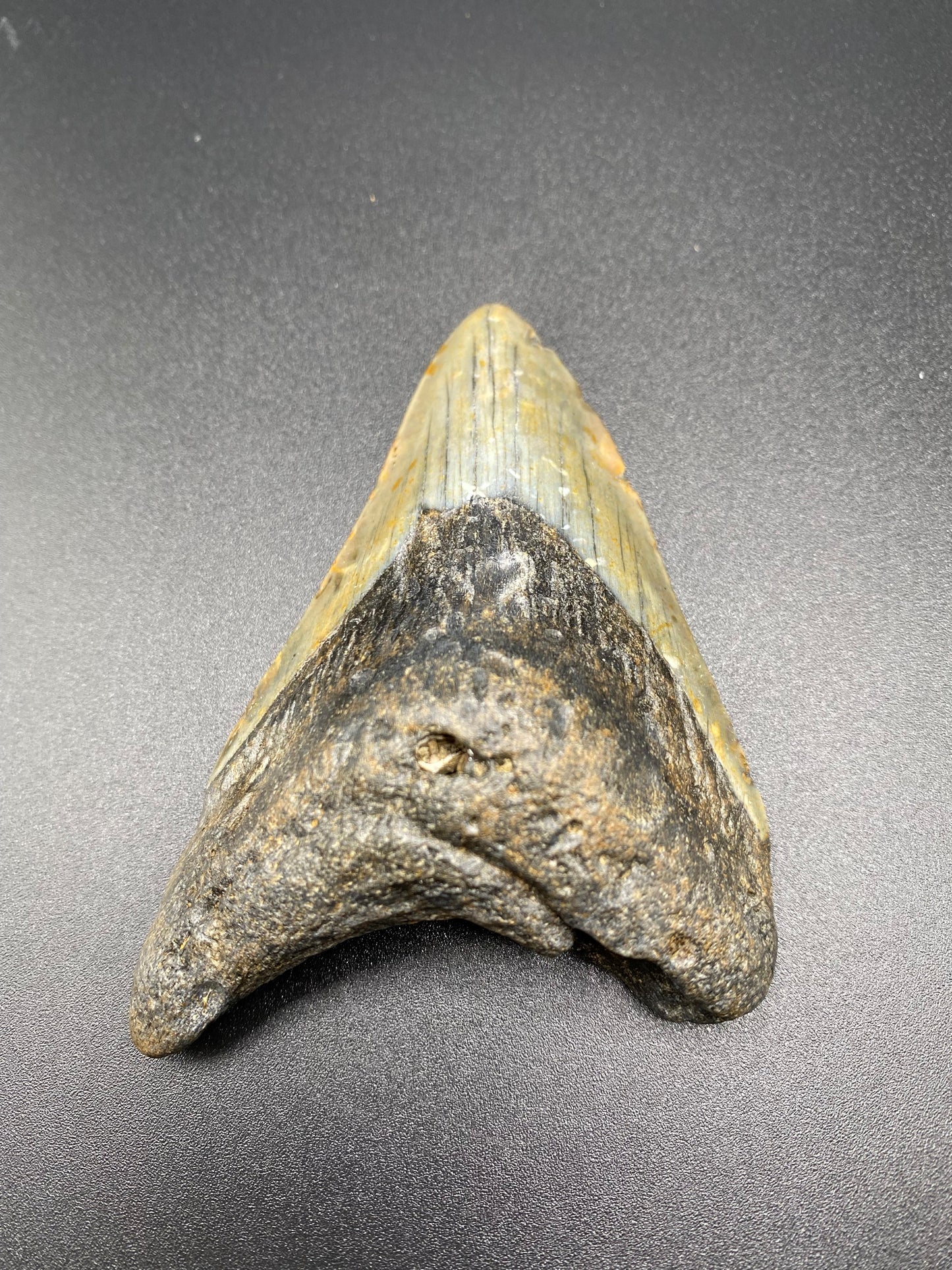 Megalodon Tooth