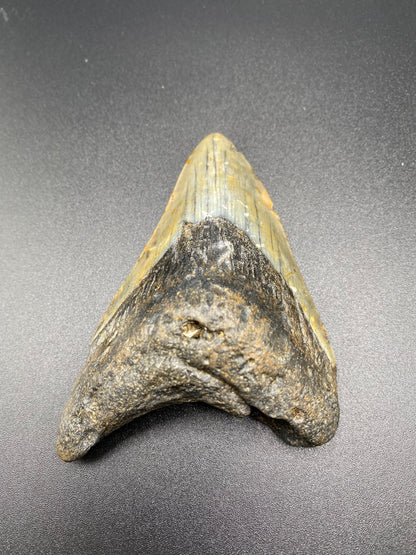 Megalodon Tooth