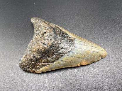 Megalodon Tooth