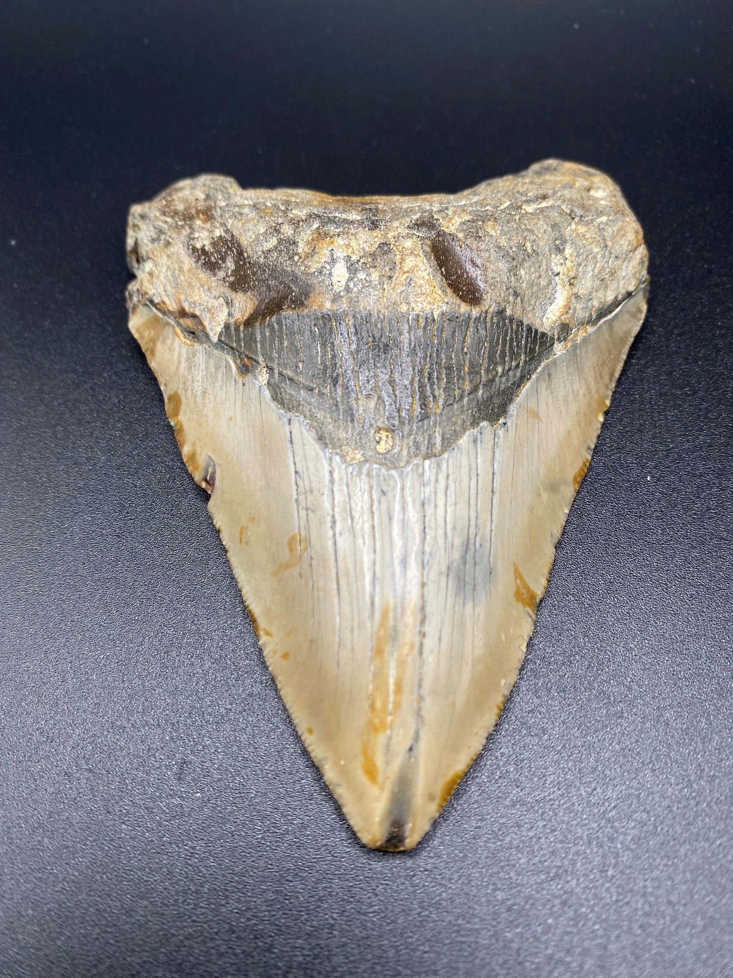 Megalodon Tooth