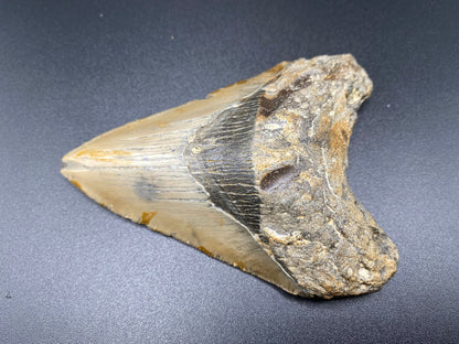 Megalodon Tooth