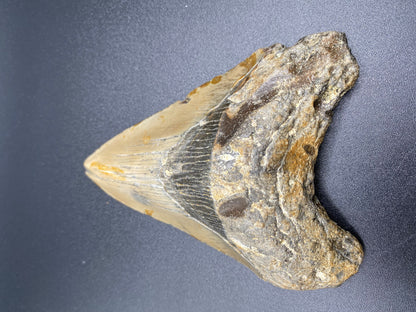 Megalodon Tooth