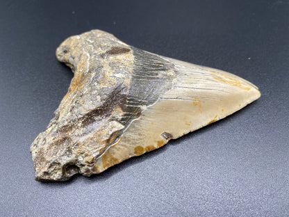 Megalodon Tooth