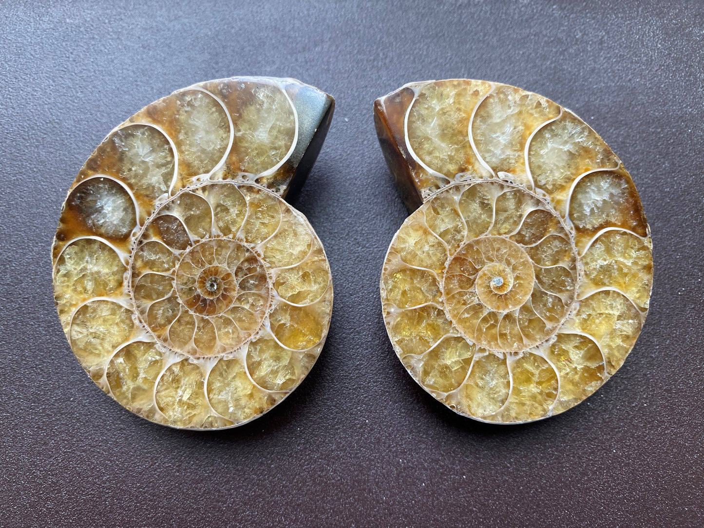 Cut and Polished Ammonite (Small Pair)