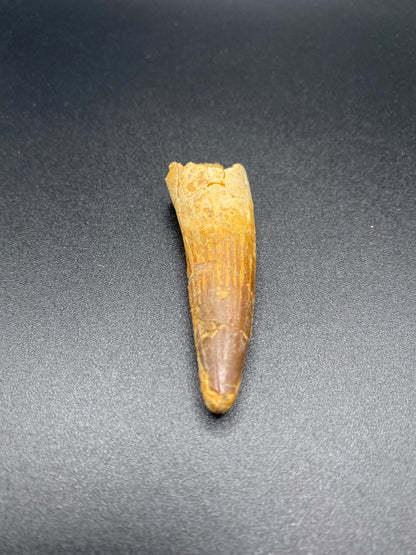 Spinosaurus Tooth