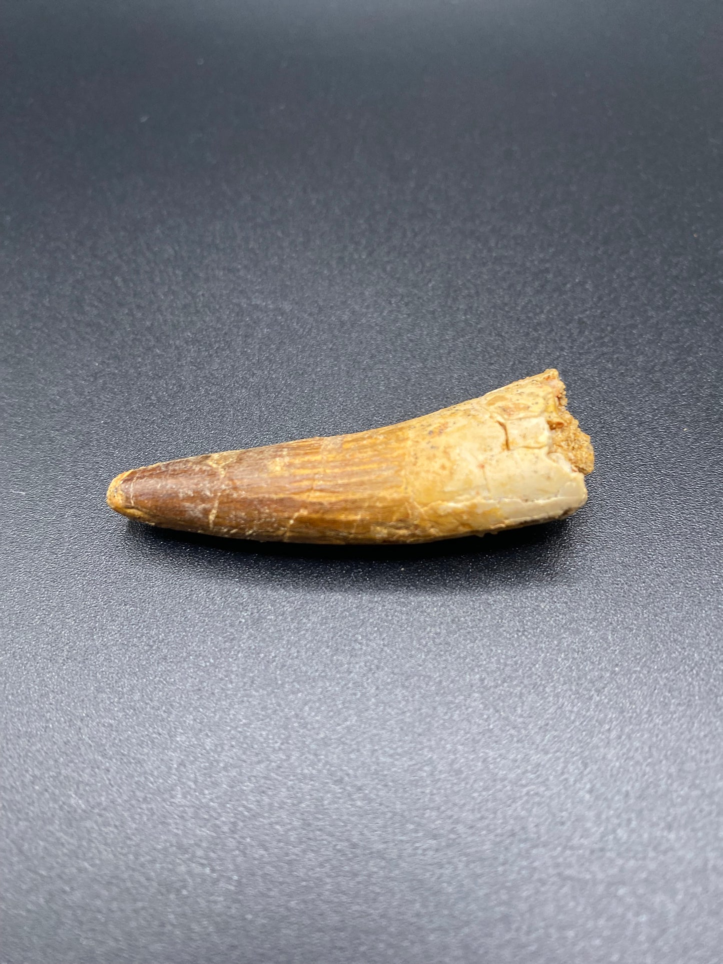 Spinosaurus Tooth