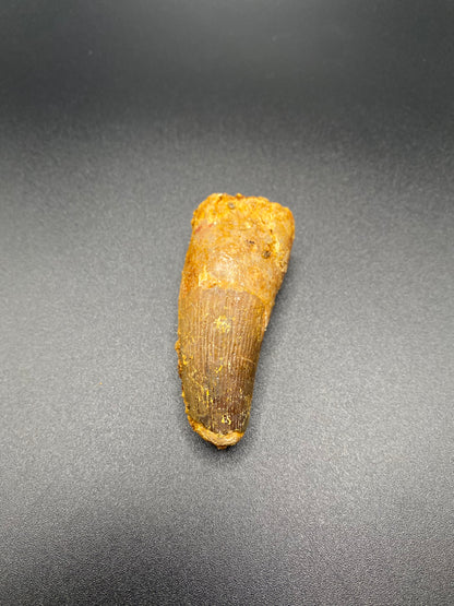 Spinosaurus Tooth