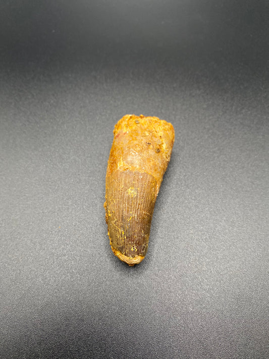 Spinosaurus Tooth